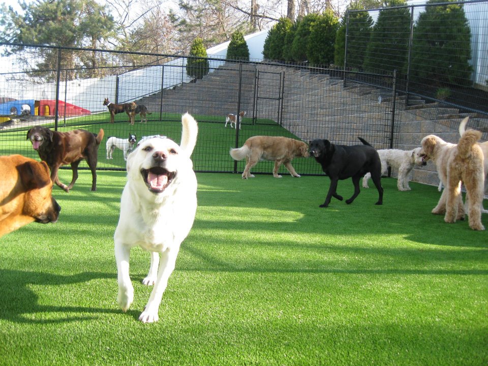 Why a Pet Resort Is the Best Idea
