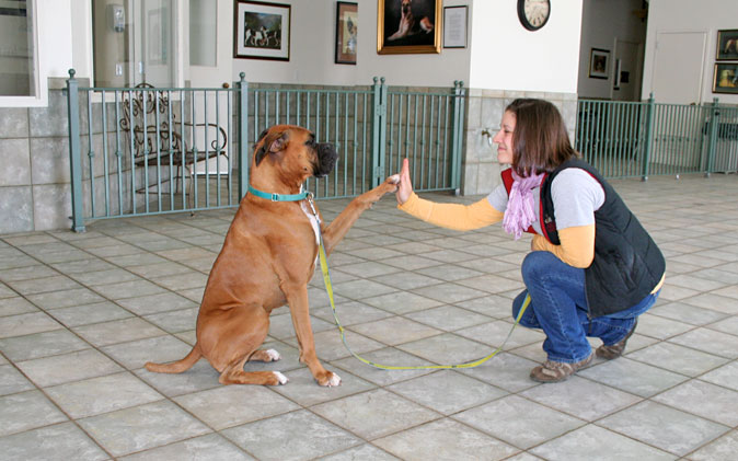 Dog training best sale classes for humans