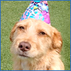 Celebrate Summer at Purr'n Pooch Pet Resorts