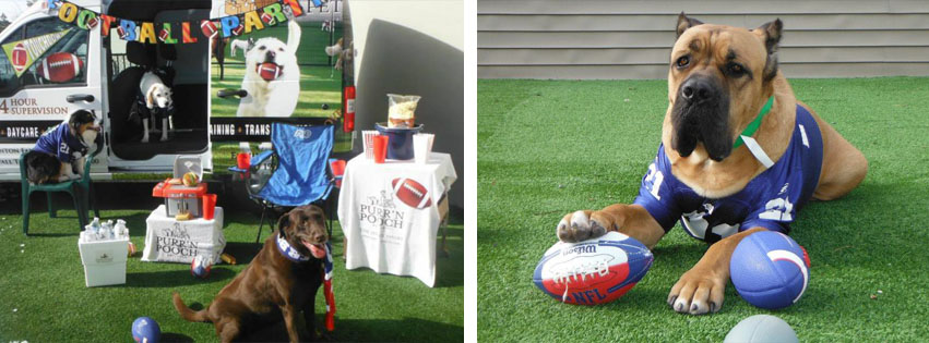 Puppy Bowl at Purr'n Pooch Pet Resorts