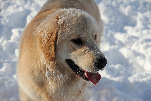 Winter Hair Care to Keep Pups Strutting Stylishly in the Snow