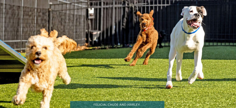 DAYCARE & DAYSTAY - Purr'n Pooch